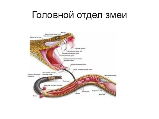 Головной отдел змеи