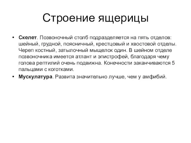 Строение ящерицы Скелет. Позвоночный столб подразделяется на пять отделов: шейный, грудной,