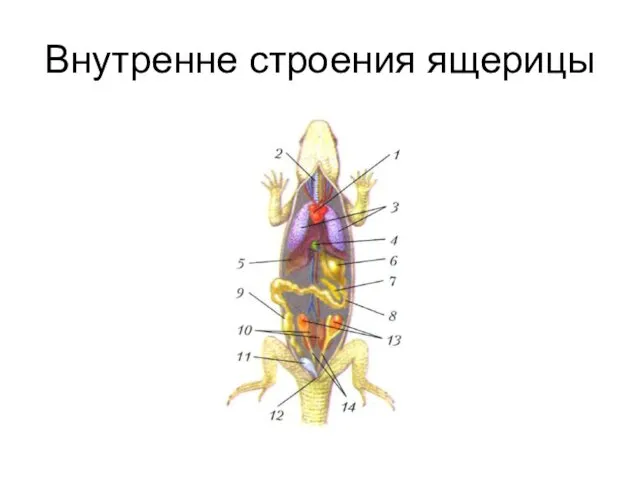 Внутренне строения ящерицы