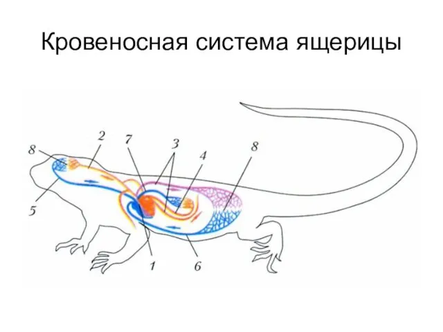 Кровеносная система ящерицы