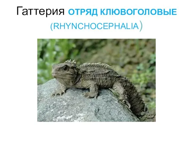 Гаттерия ОТРЯД КЛЮВОГОЛОВЫЕ (RHYNCHOCEPHALIA)