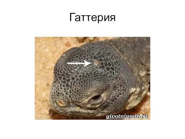 Гаттерия