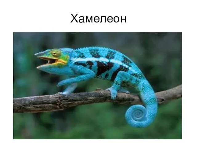 Хамелеон