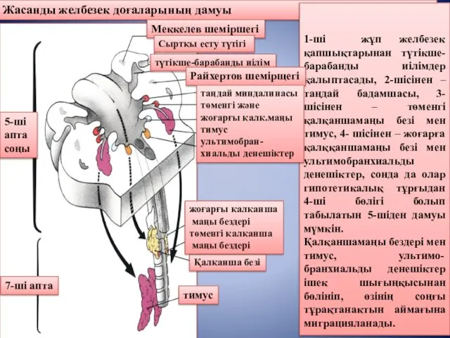 Жасанды желбезек доғаларының дамуы 1-ші жұп желбезек қапшықтарынан түтікше-барабанды иілімдер қалыптасады,