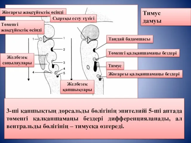 Тимус дамуы Жоғарғы жақсүйектік өсінді Төменгі жақсүйектік өсінді Желбезек саңылаулары Сыртқы