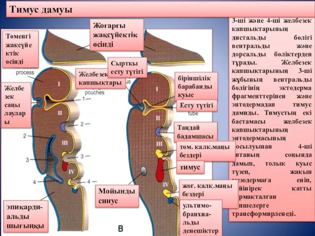 3-ші және 4-ші желбезек қапшықтарының дистальды бөлігі вентральды және дорсальды бөліктерден