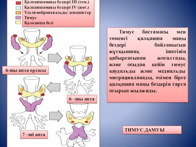 6-шы апта ортасы 6 –шы апта 7 –ші апта Қалқаншамаңы бездері