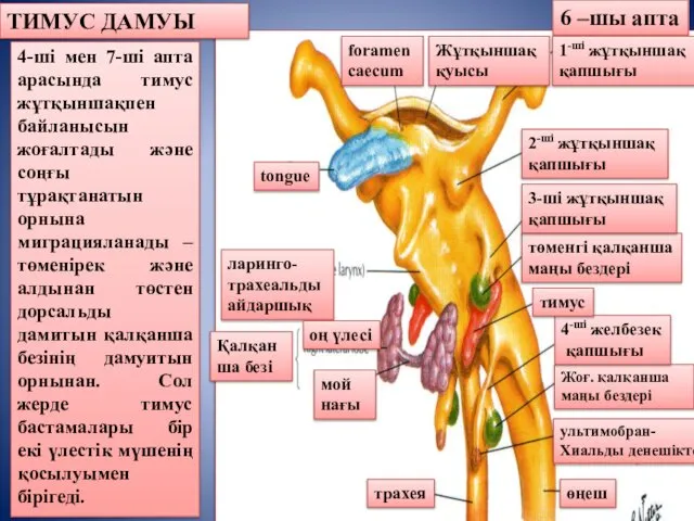 ТИМУС ДАМУЫ 6 –шы апта 4-ші мен 7-ші апта арасында тимус