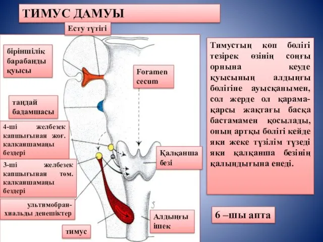 ТИМУС ДАМУЫ ультимобран- хиальды денешіктер тимус Қалқанша безі 4-ші желбезек қапшығынан