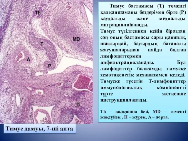 Тимус бастамасы (T) төменгі қалқаншамаңы бездерімен бірге (P) каудальды және медиальды