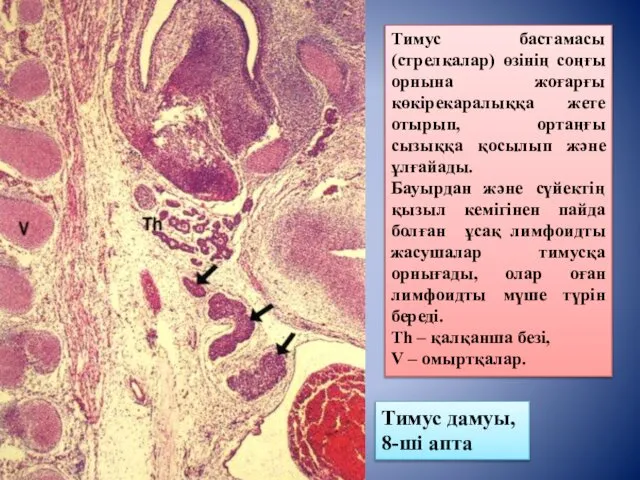 Тимус бастамасы (стрелкалар) өзінің соңғы орнына жоғарғы көкірекаралыққа жете отырып, ортаңғы