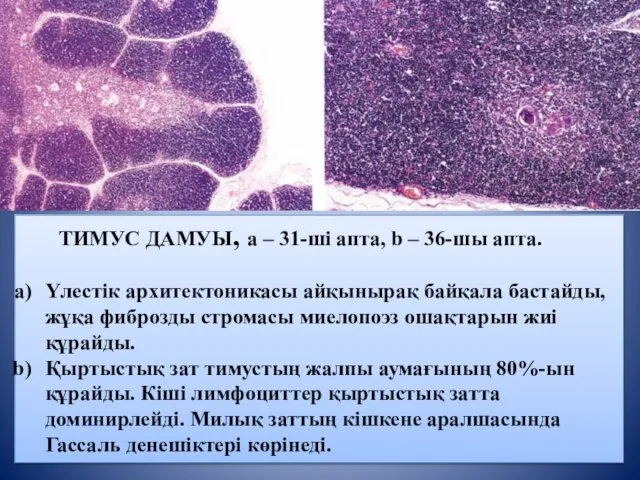 ТИМУС ДАМУЫ, a – 31-ші апта, b – 36-шы апта. Үлестік