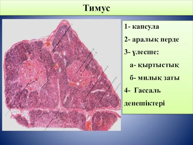 Тимус 1- капсула 2- аралық перде 3- үлесше: а- қыртыстық б- милық заты 4- Гассаль денешіктері