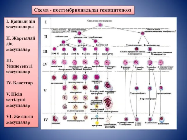 Схема - постэмбриональды гемоцитопоэз I. Қанның дің жасушалары II. Жартылай дің