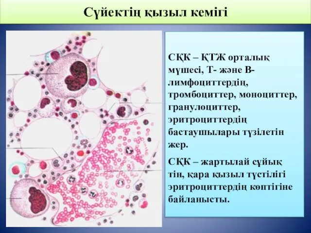 Сүйектің қызыл кемігі СҚК – ҚТЖ орталық мүшесі, Т- және В-лимфоциттердің,