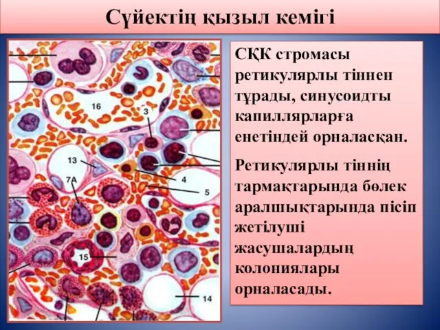 Сүйектің қызыл кемігі СҚК стромасы ретикулярлы тіннен тұрады, синусоидты капиллярларға енетіндей