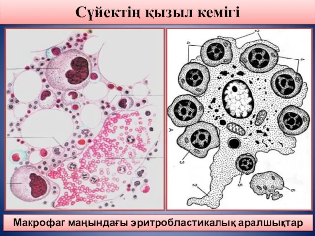 Сүйектің қызыл кемігі Макрофаг маңындағы эритробластикалық аралшықтар