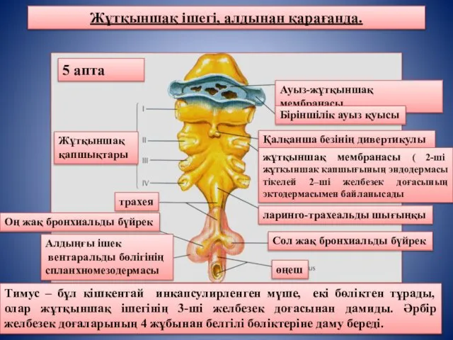 Жұтқыншақ ішегі, алдынан қарағанда. Тимус – бұл кішкентай инкапсулирленген мүше, екі