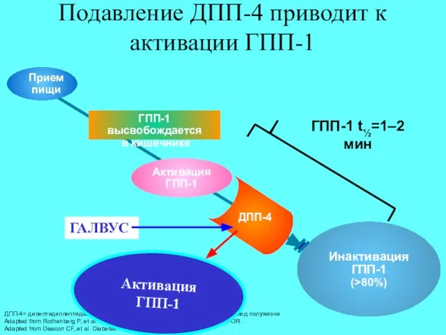 Подавление ДПП-4 приводит к активации ГПП-1 Инактивация ГПП-1 (>80%) Активация ГПП-1