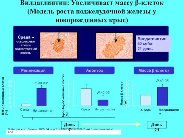 Вилдаглиптин: Увеличивает массу β-клеток (Модель роста поджелудочной железы у новорожденных крыс)