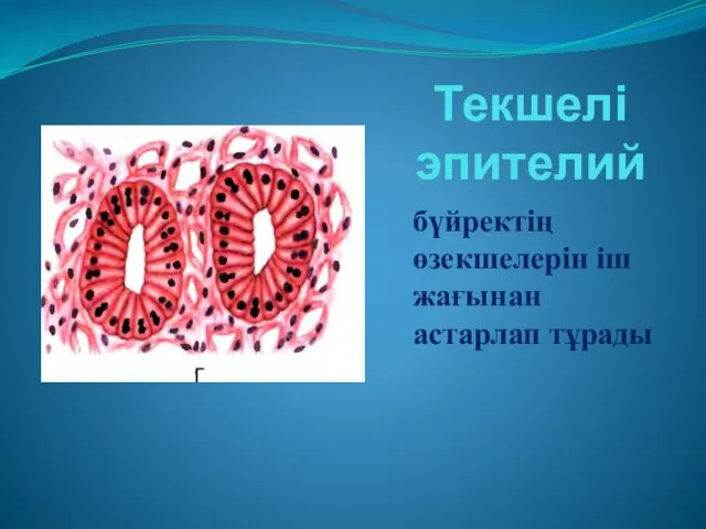 Текшелі эпителий бүйректің өзекшелерін іш жағынан астарлап тұрады