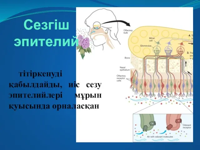 Сезгіш эпителий тітіркенуді қабылдайды, иіс сезу эпителийлері мұрын қуысында орналасқан