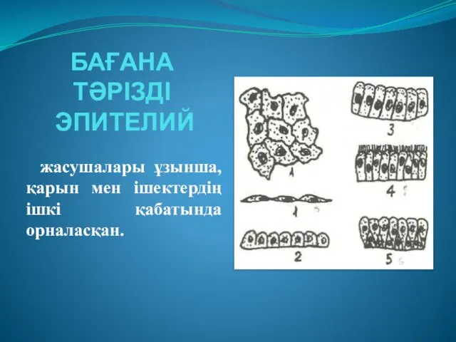 БАҒАНА ТӘРІЗДІ ЭПИТЕЛИЙ жасушалары ұзынша, қарын мен ішектердің ішкі қабатында орналасқан.