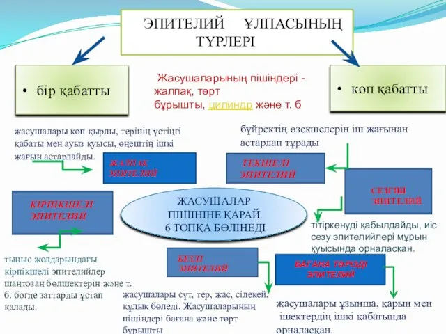 ЭПИТЕЛИЙ ҰЛПАСЫНЫҢ ТҮРЛЕРІ бір қабатты көп қабатты ЖАЛПАҚ ЭПИТЕЛИЙ ЖАСУШАЛАР ПІШІНІНЕ