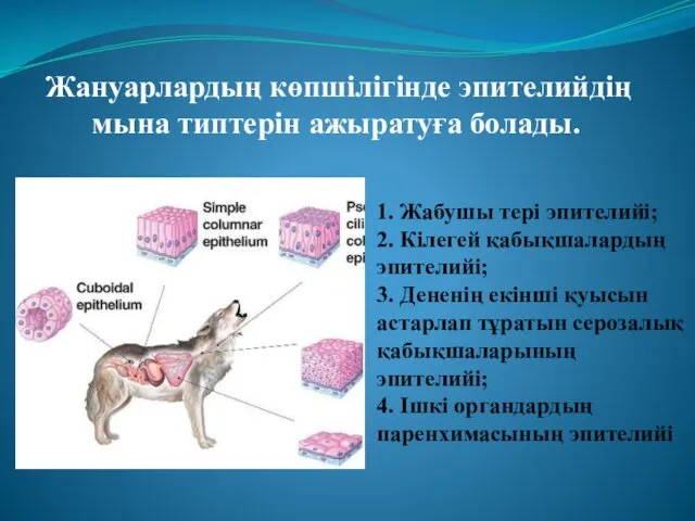 Жануарлардың көпшілігінде эпителийдің мына типтерін ажыратуға болады. 1. Жабушы тері эпителийі;