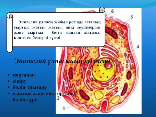 Эпителий ұлпасы жабын ретінде ағзаның сыртқы жағын жауып, ішкі мүшелердің және