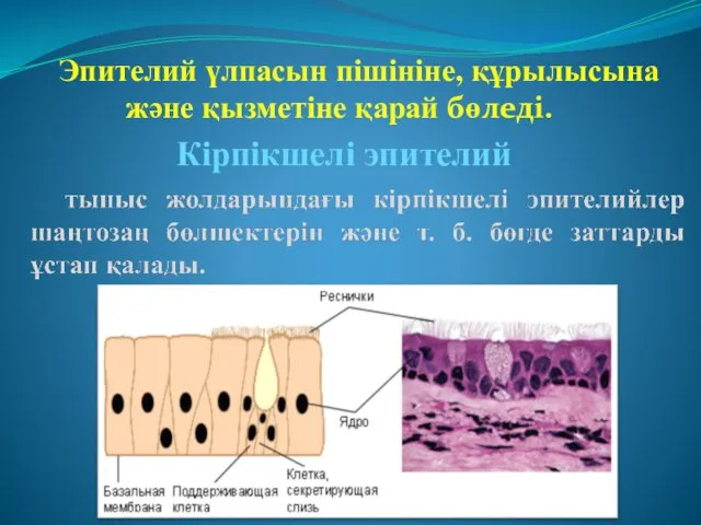 Эпителий үлпасын пішініне, құрылысына және қызметіне қарай бөледі. Кірпікшелі эпителий