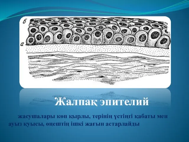 Жалпақ эпителий жасушалары көп қырлы, терінің үстіңгі қабаты мен ауыз қуысы, өңештің ішкі жағын астарлайды