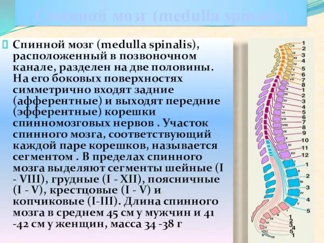 Спинной мозг (medulla spinalis) Спинной мозг (medulla spinalis), расположенный в позвоночном
