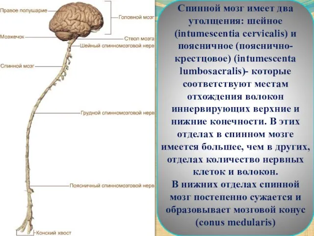 Спинной мозг имеет два утолщения: шейное (intumescentia cervicalis) и поясничное (пояснично-крестцовое)