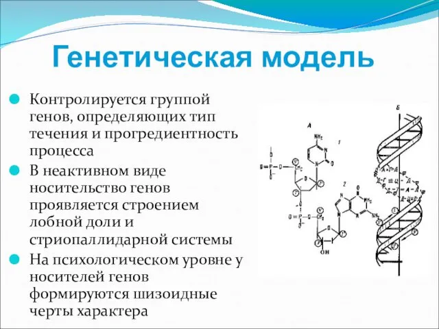 Генетическая модель Контролируется группой генов, определяющих тип течения и прогредиентность процесса