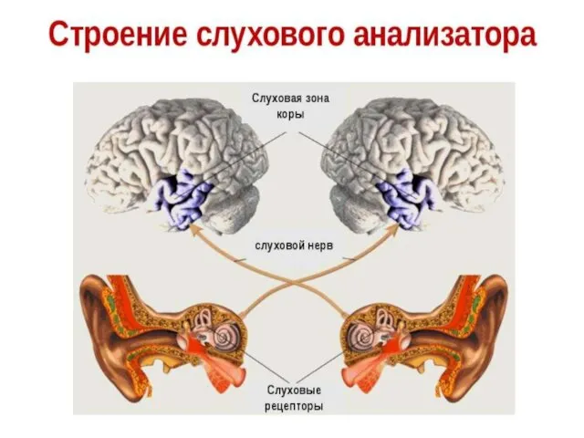 Слуховой анализатор