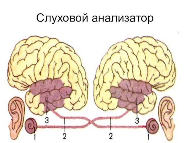 Слуховой анализатор