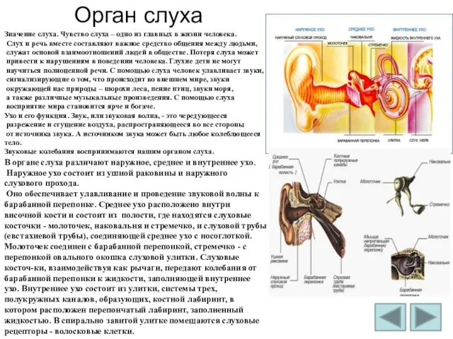 Орган слуха В органе слуха различают наружное, среднее и внутреннее ухо.