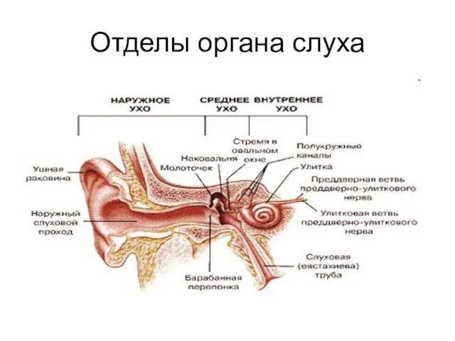 Отделы органа слуха