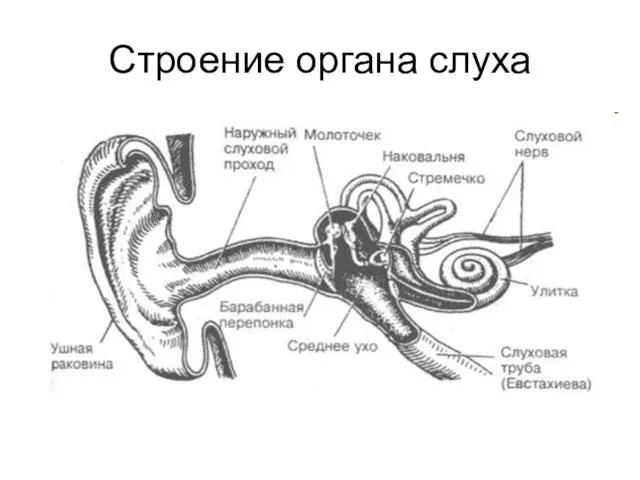 Строение органа слуха