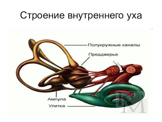 Строение внутреннего уха