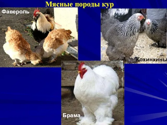 Плимутрок Мясные породы кур Кохинхины Фавероль Брама