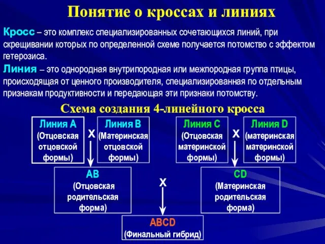 Понятие о кроссах и линиях Кросс – это комплекс специализированных сочетающихся