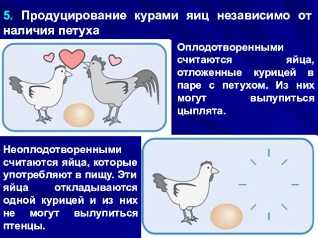 5. Продуцирование курами яиц независимо от наличия петуха Оплодотворенными считаются яйца,