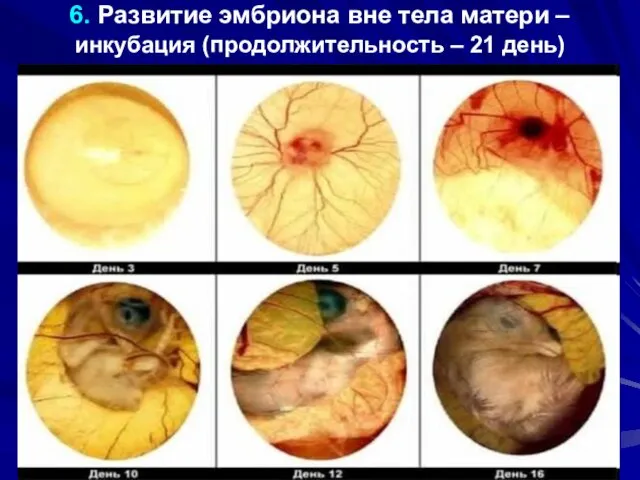 6. Развитие эмбриона вне тела матери – инкубация (продолжительность – 21 день)