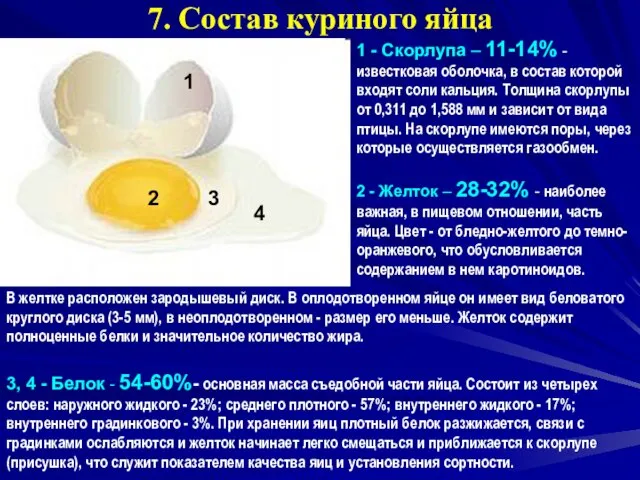 7. Состав куриного яйца 1 - Скорлупа – 11-14% - известковая