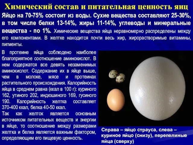 Химический состав и питательная ценность яиц Яйцо на 70-75% состоит из