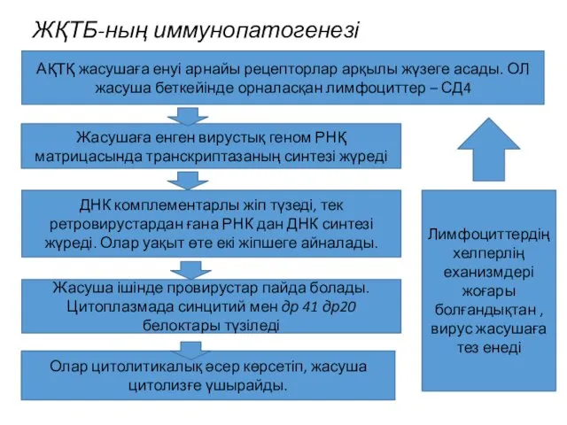 ЖҚТБ-ның иммунопатогенезі АҚТҚ жасушаға енуі арнайы рецепторлар арқылы жүзеге асады. ОЛ