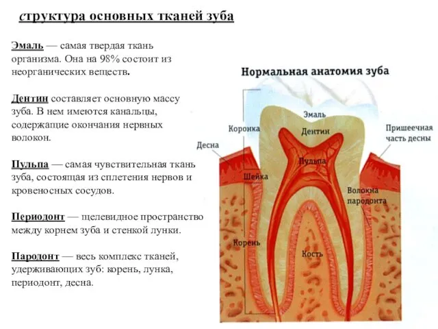 структура основных тканей зуба Эмаль — самая твердая ткань организма. Она