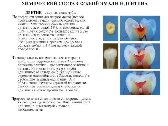 ХИМИЧЕСКИЙ СОСТАВ ЗУБНОЙ ЭМАЛИ И ДЕНТИНА ДЕНТИН - опорная ткань зуба.
